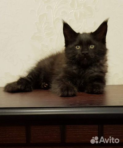 Мейнкун вязка, котята купить на Зозу.ру - фотография № 4