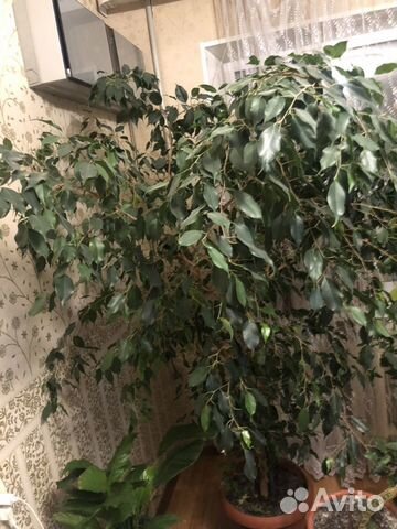 Бенджамина