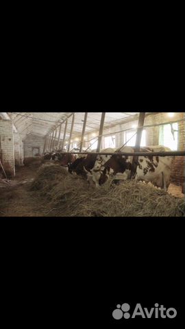 Коровы и козы купить на Зозу.ру - фотография № 2