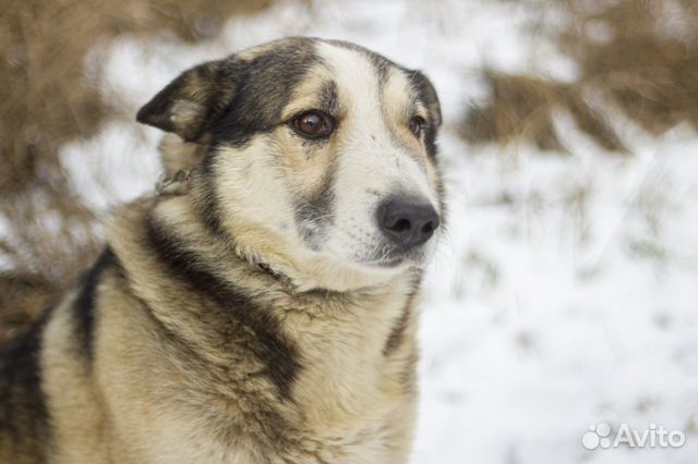 Алтай - собака, победившая рак купить на Зозу.ру - фотография № 1