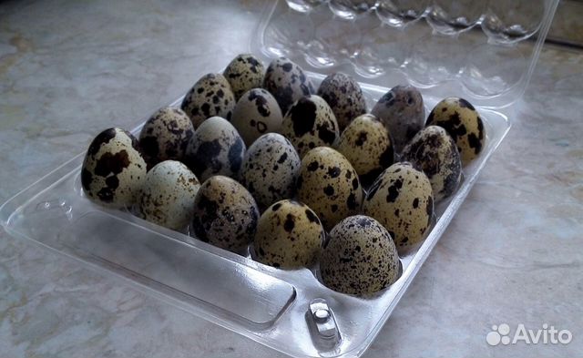 Перепелиное и куриное яйцо купить на Зозу.ру - фотография № 1