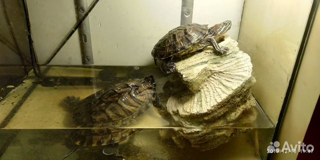 Отдам 2 черепах купить на Зозу.ру - фотография № 1