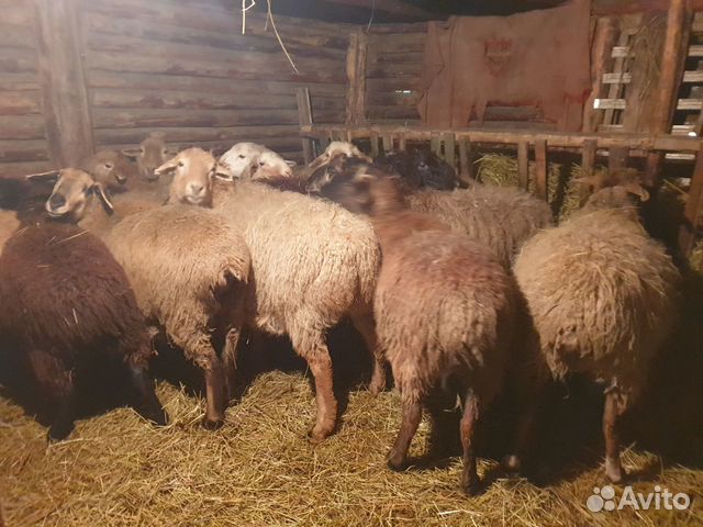 Полукурдючные овцы, ярки купить на Зозу.ру - фотография № 6