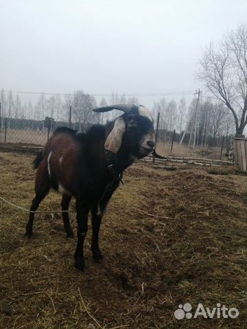Англо-нубийский козел купить на Зозу.ру - фотография № 3
