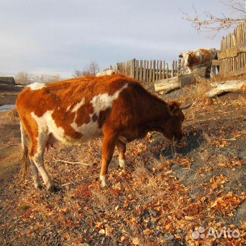 Корова телка купить на Зозу.ру - фотография № 3