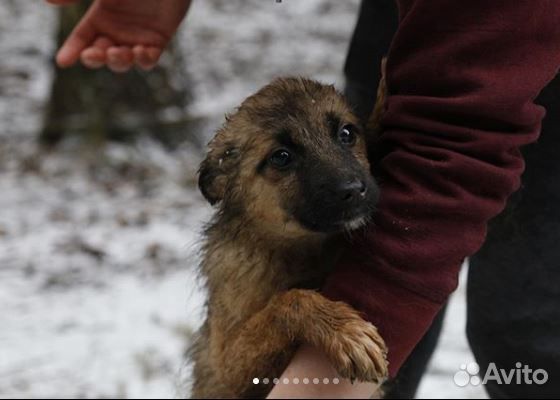 Собакен - Новый друг купить на Зозу.ру - фотография № 5
