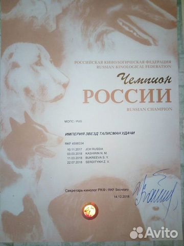 Предлагается титулованный кобель мопса для вязки купить на Зозу.ру - фотография № 4
