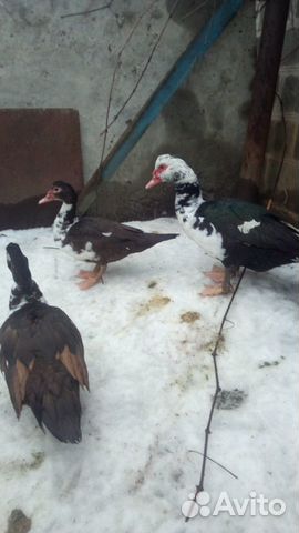 Мускусные утки (индоутки) купить на Зозу.ру - фотография № 1