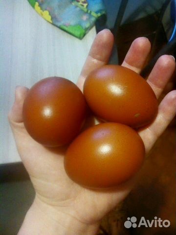 Легбар Маран яйцо инкубационное купить на Зозу.ру - фотография № 3