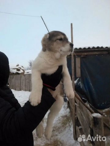 Кавказский волкодав купить на Зозу.ру - фотография № 4