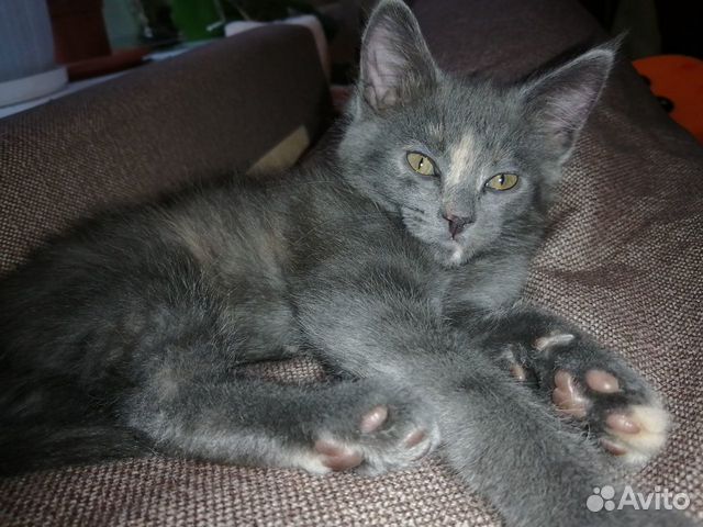 Котенок в добрые руки купить на Зозу.ру - фотография № 1
