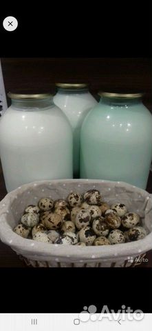 Яйцо перепелиное на инкубацию, перепелята купить на Зозу.ру - фотография № 1