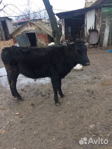 Продам корову, и тёлку 10 месяцев купить на Зозу.ру - фотография № 3