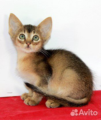Абиссинская Кошка Купить В Минске