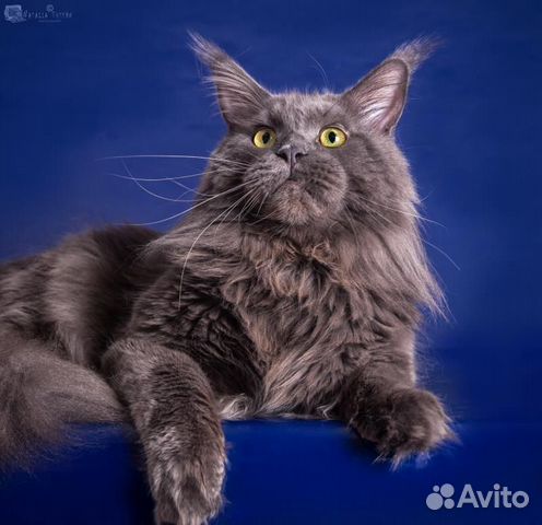 Котята голубые и голубой дым купить на Зозу.ру - фотография № 8