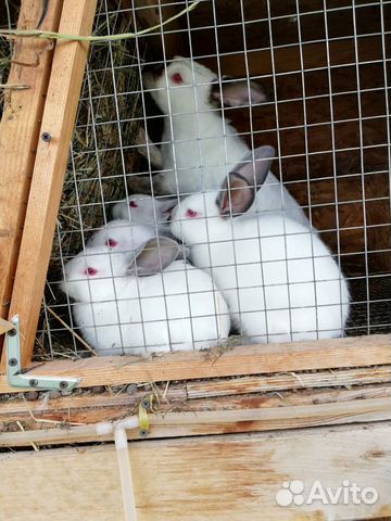 Племенные калифорнийские кролики купить на Зозу.ру - фотография № 3
