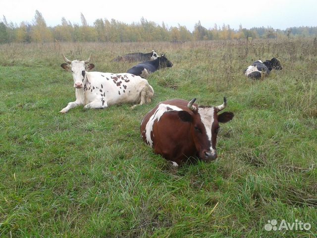 Продается корова айрширской породы купить на Зозу.ру - фотография № 5