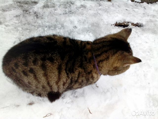 Найден кот купить на Зозу.ру - фотография № 4