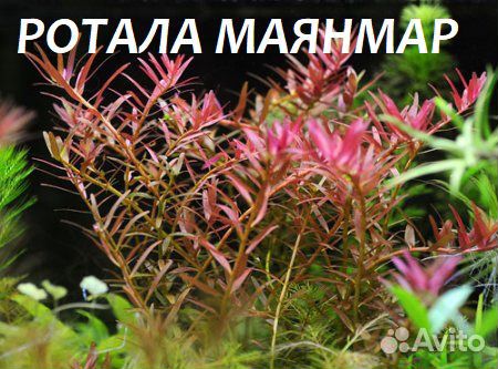 Аквариумные растения купить на Зозу.ру - фотография № 10