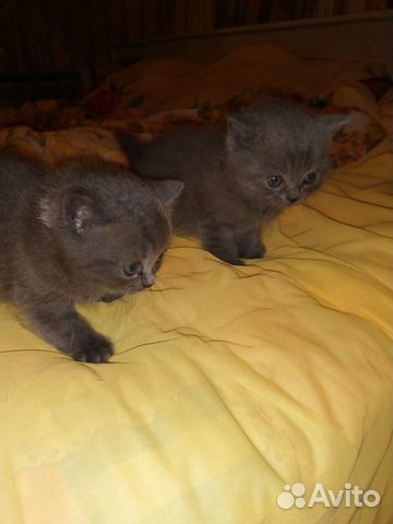 Шотландские котята,2 месяца,приучены к лотку купить на Зозу.ру - фотография № 1