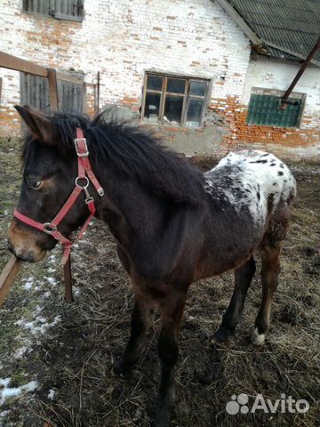 Лошадь 6 месяцев купить на Зозу.ру - фотография № 1