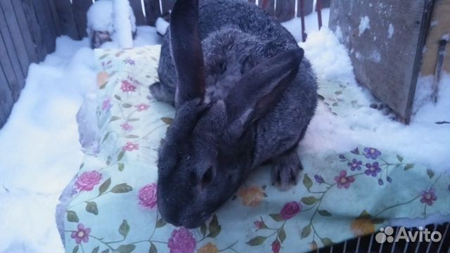 Продам или поменяю самца кролика купить на Зозу.ру - фотография № 4