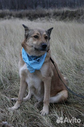 Собака Чили добрым людям купить на Зозу.ру - фотография № 2