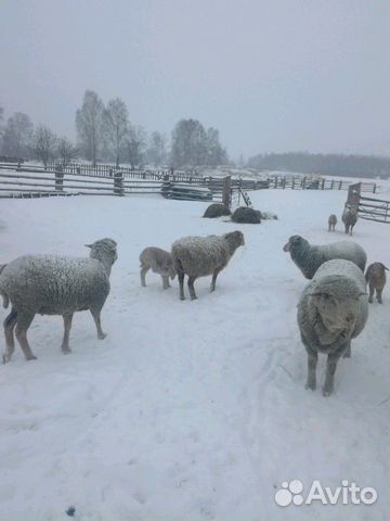 Овца курдючная купить на Зозу.ру - фотография № 2