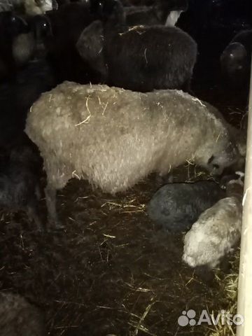 Овцы с ягнятами купить на Зозу.ру - фотография № 1