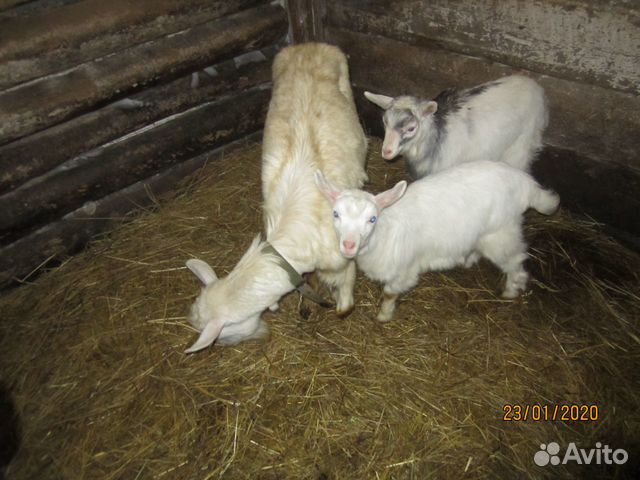 Зааненская коза с козлятами купить на Зозу.ру - фотография № 1