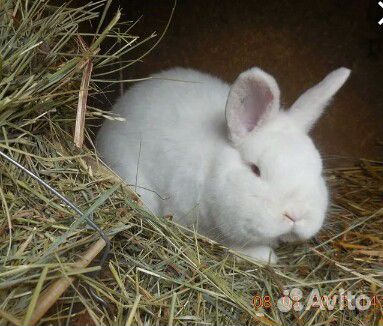 Кролики новозеландский белый и красный купить на Зозу.ру - фотография № 7