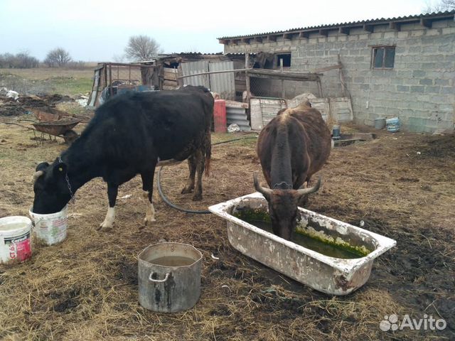 Продаю стельные коровы телки бычки купить на Зозу.ру - фотография № 9