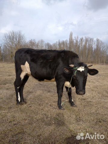 Корова нетель купить на Зозу.ру - фотография № 3