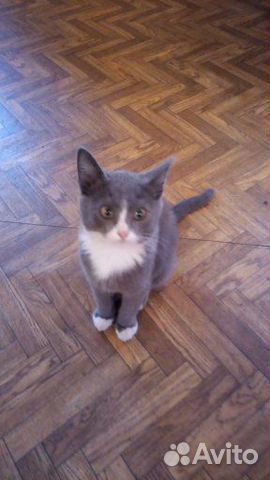 Отдам котят (мальчики) в хорошие руки