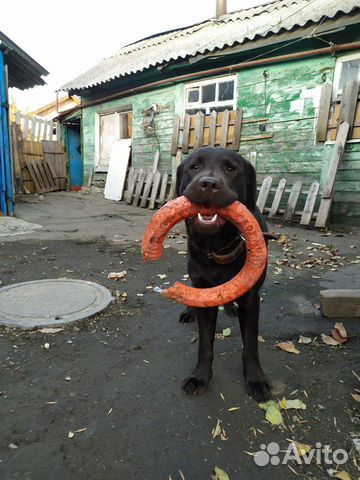 Собака