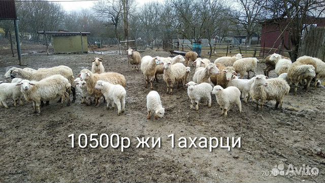 Горные бараны купить на Зозу.ру - фотография № 3