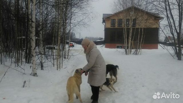 Хороших собак отдам в хорошие руки купить на Зозу.ру - фотография № 2