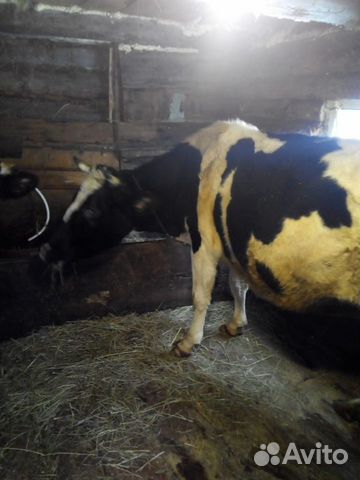 Стельная корова купить на Зозу.ру - фотография № 1