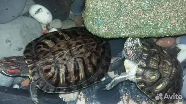 3 Красноухие черепахи с богатым приданым купить на Зозу.ру - фотография № 7
