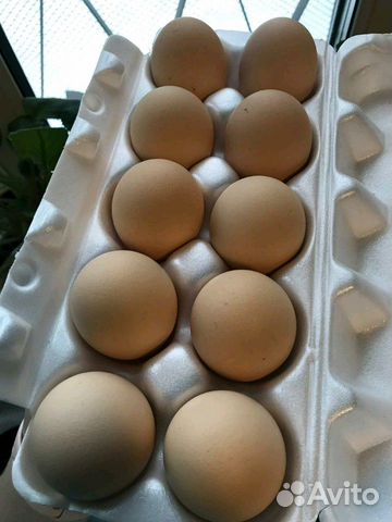 Инкубационное яйцо от Бресс Гальской породы кур купить на Зозу.ру - фотография № 1