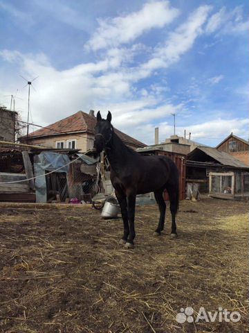 Лошадь купить на Зозу.ру - фотография № 7