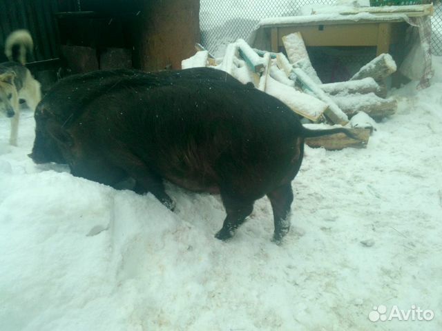 Продам свиней купить на Зозу.ру - фотография № 2