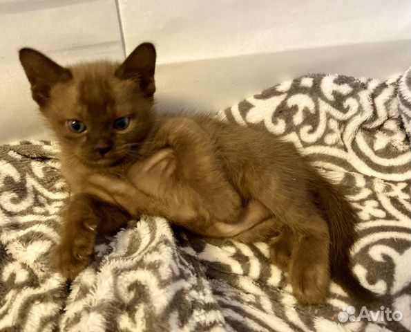 Бурманский Котенок Бурманский Котенок