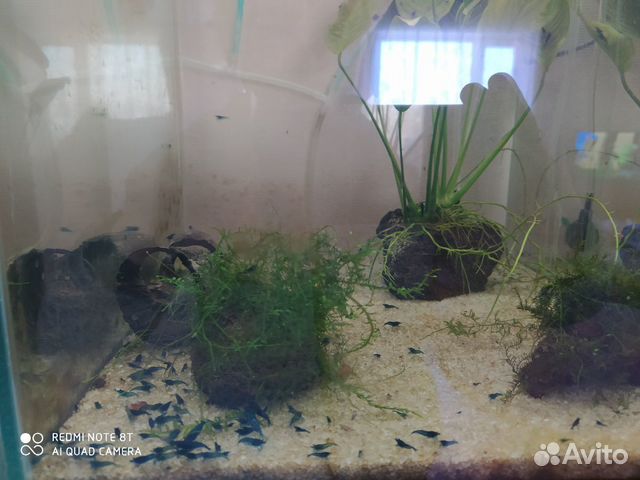 Рыбки растения креветки купить на Зозу.ру - фотография № 2