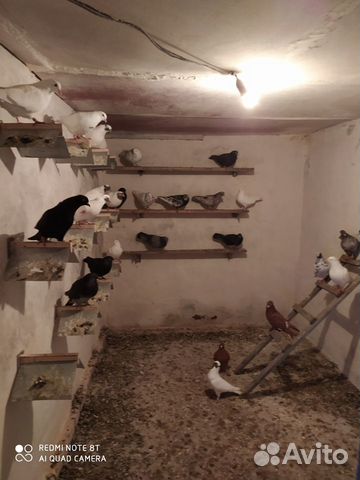 Петухи-голуби-утки купить на Зозу.ру - фотография № 5