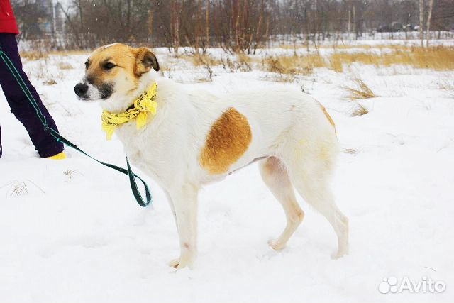Собака Розочка в добрые руки бесплатно купить на Зозу.ру - фотография № 9