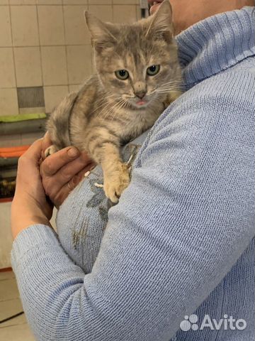 Кошка