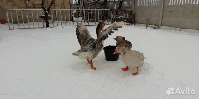 Авито птица в валуйках с фото