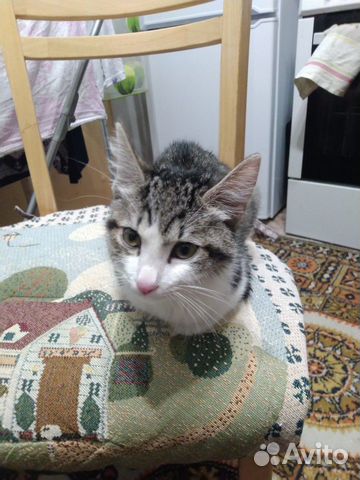 Кошечка 3 месяца купить на Зозу.ру - фотография № 2
