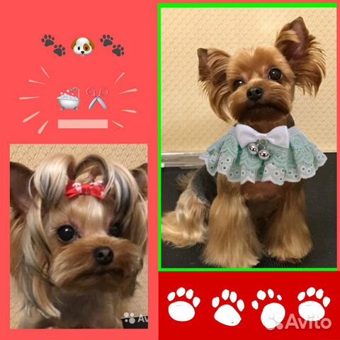 Стрижка собак и кошек с выездом на дом